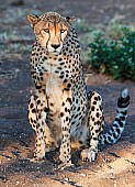 Cheetah Female in Warm Light