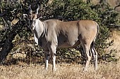 Eland