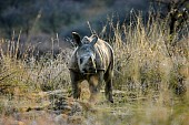 White Rhinoceros Baby