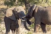 Elephants Sparring