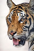Bengal Tiger, Three Quarter View