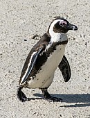 African Penguin