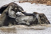 Elephant Pair Romping in Water