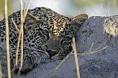 Leopard Cub at Rest on Termite Mound