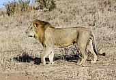 Male Lion Walking