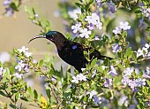 Male Amethyst Sunbird