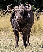 Buffalo Bull Front-on View