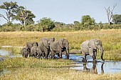 Elephant Group in River Channel