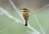 Little Bee-Eater