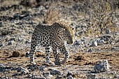 Leopard on the Move