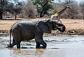 Elephant Having a Drink