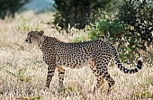 Cheetah Female, Side View