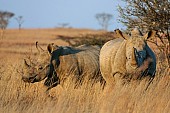 White Rhinoceros Adult and Youngster