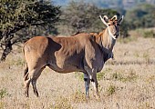 Eland Antelope