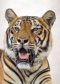 Bengal Tiger, Portrait Shot