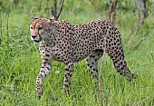 Cheetah Male Stepping Through Grass