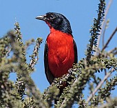 Crimson-breasted Shrike Perching