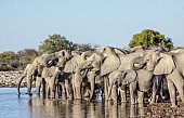 Elephants Slaking Thirst