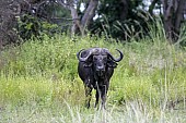 African Buffalo