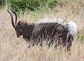 Nyala Male Displaying