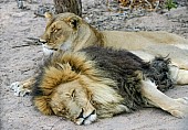 Lion and Lioness at Rest