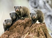 Dwarf Mongooses on Termite Mound