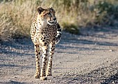 Cheetah in Road
