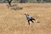 Secretary Bird