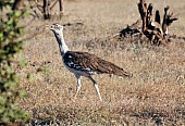 Kori Bustard Walking in Grassland