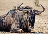 Blue Wildebeest