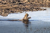 Chacma Baboon