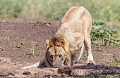 Male Lion Crouching to Drink