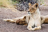 Lioness Pair