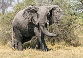 African Elephant Reference Photo