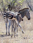 Zebra Foal with Mother