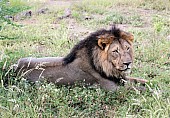 Male Lion