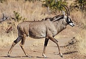 Roan Antelope Crossing Track