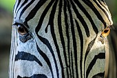 Close-up of Zebra's head and eyes