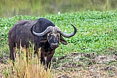 African Buffalo