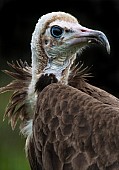 Hooded Vulture Portrait