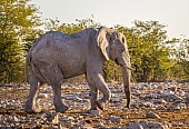 Elephant Moving over Rocky Terrain