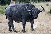 African Buffalo