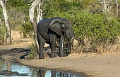 Elephant rubbing backside against tree