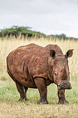 White Rhino in Winter Grass