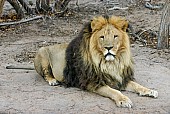 Male Lion Looking at Camera