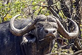 Buffalo Bull Head Shot