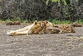 Lion Cubs and Lioness