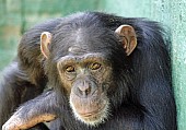 Captive Chimpanzee