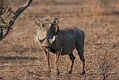 Warthog with Red-billed Oxpecker