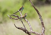 European Bee-eater